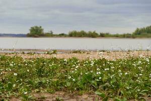 ödslig strand i sommar med storm och vit camalotes i blomma i de stad av federation provins av entre rios argentina foto