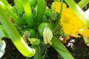 runda grön zucchini i de organisk trädgård växt foto