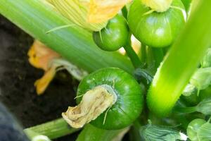 runda grön zucchini i de organisk trädgård växt foto