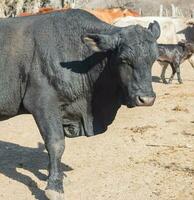 svart tjur brangus i de argentine landsbygden foto