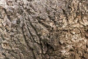 texturerad bakgrund av träd bark med rost foto