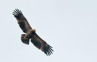 vuxen mindre fick syn på Örn - clanga pomarina - svävar i ljus himmel under vår migration säsong foto