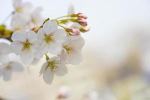 vackra sakura körsbärsblommablommor foto