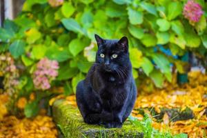 svart katt i trädgården foto
