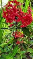 djungel pelargoner Foto. skön röd blomma med de vetenskaplig namn ixora coccinea eller soka blomma i indonesiska. alternativ val av färsk blommor för de Hem trädgård foto