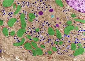 cytoplasmacellorganeller falsk färg tem foto