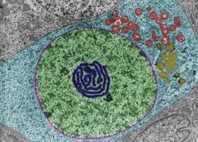 nucleolus falsk färg tem foto