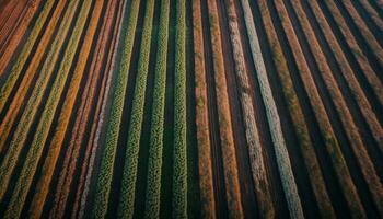 jordbruks fält tillväxt, randig vete beskära, skönhet i natur landskap genererad förbi ai foto