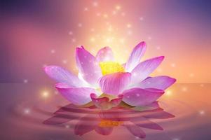 rosa och ljuslila flytande lotus foto