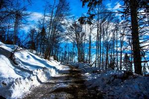 väg mellan skog och snö