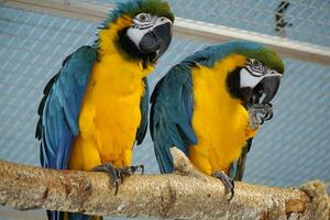 två blå och gul papegojor perching på en gren foto