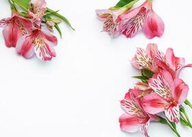 skön alstroemeria blommor på vit bakgrund foto