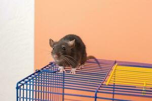 söt nyfiken laboratorium råtta ser ut av en bur i en laboratorium foto