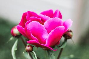 rosa pion i blom foto