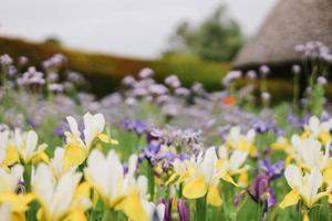 blommafält under dagen foto