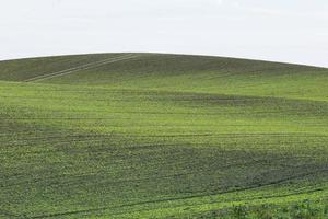 grönt fält bakgrund foto