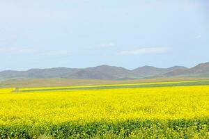 rapsfrö fält i mongoliet foto