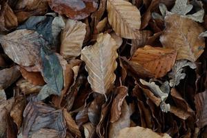 torra bruna löv på marken under höstsäsongen foto