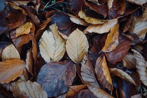 torra bruna löv under höstsäsongen