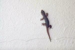 allmänning hus gecko på en vägg foto