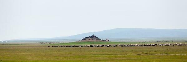 panorama- se av en flock av får och get betning i de stäpp av mongoliet foto