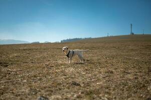 hund på de rosett foto