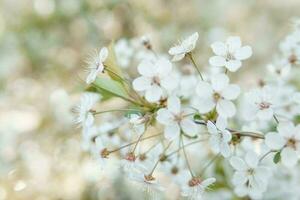 blomning körsbär grenar med vit blommor närbild, bakgrund av vår natur. makro bild av vegetation, närbild med djup av fält. foto