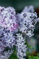 bakgrund med lila blommor närbild. makro skytte. foto