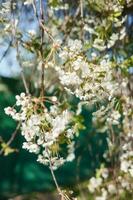 blomning körsbär grenar med vit blommor närbild, bakgrund av vår natur. makro bild av vegetation, närbild med djup av fält. foto