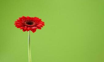 röd gerbera blomma på en grön bakgrund med kopia Plats. stock Foto