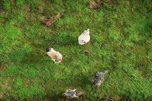 inhemsk kycklingar promenad på grön gräs, topp se. foto
