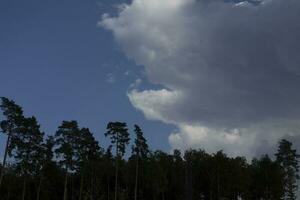 himmel ovan skog. landskap i sommar. foto