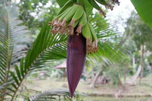 selektiv fokus på banan knopp eller röd banan hjärta, i indonesien den är ofta Begagnade för blandad grönsaker. banan blomma innehåller massor av kalium, fiber och vitaminer den där är välgörande för de kropp foto