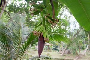 selektiv fokus på banan knopp eller röd banan hjärta, i indonesien den är ofta Begagnade för blandad grönsaker. banan blomma innehåller massor av kalium, fiber och vitaminer den där är välgörande för de kropp foto