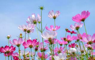 låg vinkelvy av rosa kosmos blommande växter mot blå himmel foto