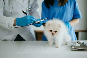 två doktorer är granskning honom. veterinär medicin begrepp. pomeranian i veterinär klinik. foto