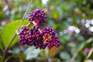 medinilla magnifica blomma eller paritojo blomma med grön löv i solljus på suddig bokeh bakgrund i vår eller sommar som är Asien skog naturlig. foto