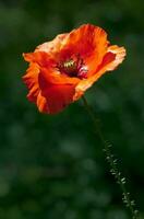 vackra färgglada blommor foto