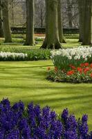 nederländerna färgrik landskap och blommor foto