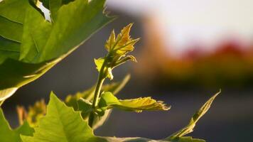 vackra färgglada blommor foto