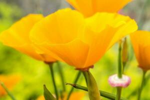 vackra färgglada blommor foto