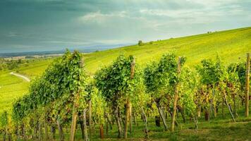 landskap av Alsace område i Frankrike foto