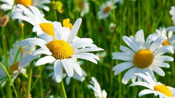 vackra färgglada blommor foto