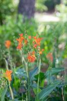 ljus orange blooms på ett tidigt morgon- i en texas trädgård. foto