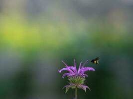 en enda svart bi besök en monarda växt mot en dämpad bakgrund av grön och gul. foto