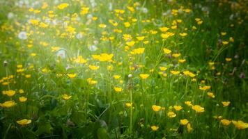 blomning blommor i natur foto