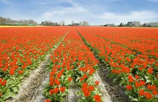 nederländerna färgrik landskap och blommor foto