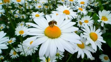 vackra färgglada blommor foto