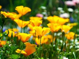 vackra färgglada blommor foto