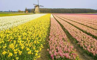 nederländerna färgrik landskap och blommor foto